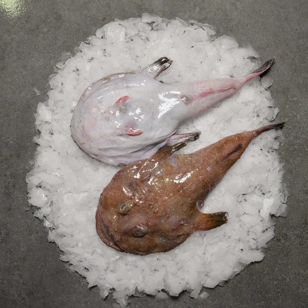 Fener Balığı 1 Kg