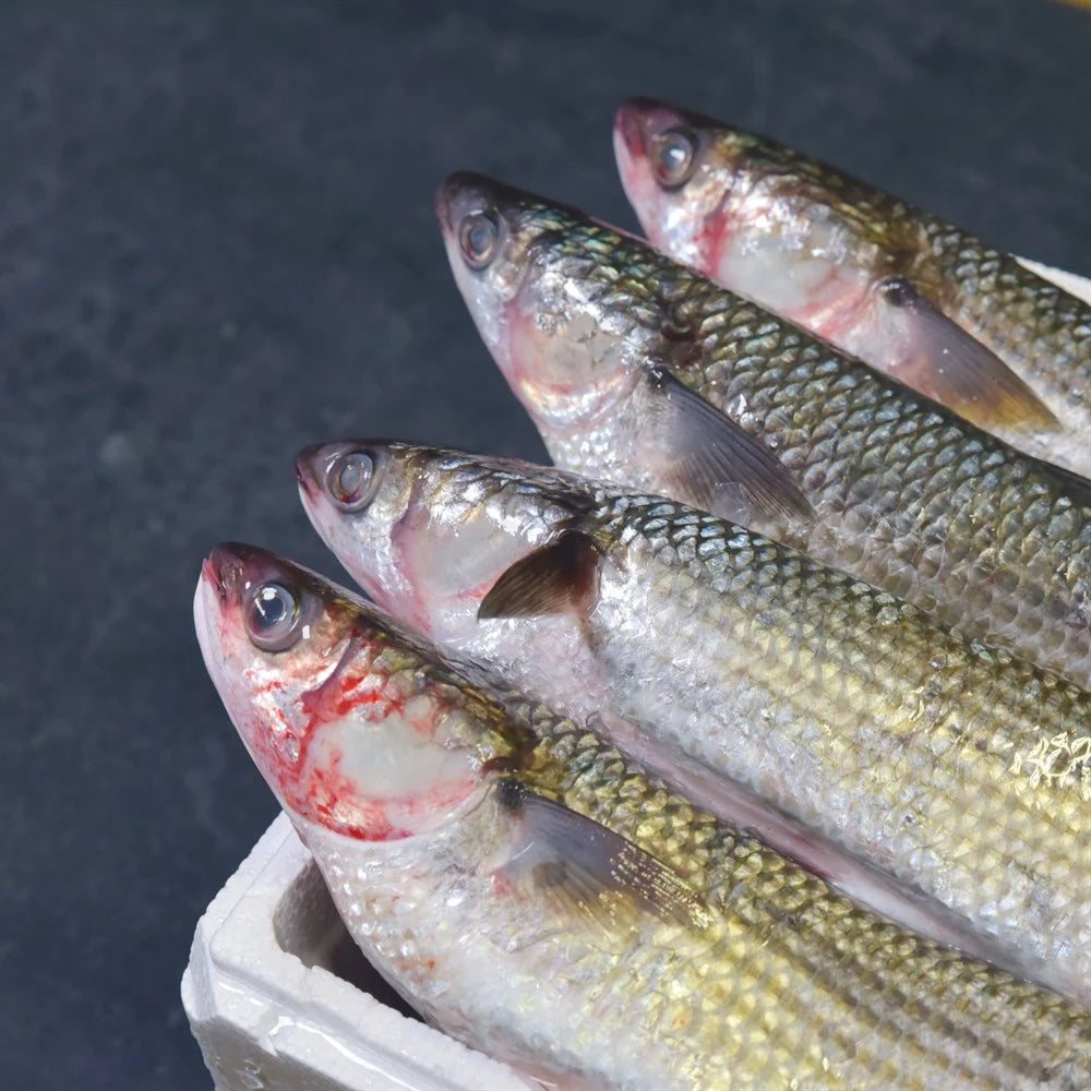 Kefal Topan İri (2 Kg Kasa)